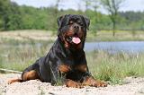 ROTTWEILER 177